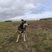 ICE VAA, chienne à adopter