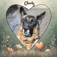 CHARLY, chien à adopter