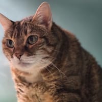 Inaya, chatte à adopter