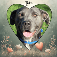 TICKO, chien à adopter