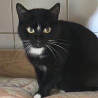 ANDREA, chatte à adopter