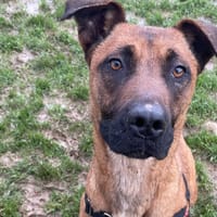 SAFI, chienne à adopter