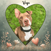 VEGA, chien à adopter