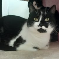 CHILI QCT, chatte à adopter