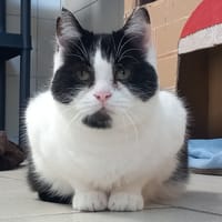 NEUTROGENA QCT, chatte à adopter