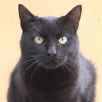 AKIRA, chatte à adopter