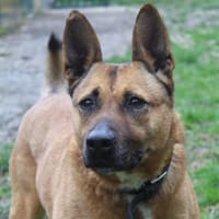 Kyra, chienne à adopter