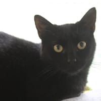 AROS, chat à adopter