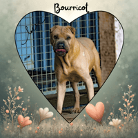BOURRICOT, chien à adopter