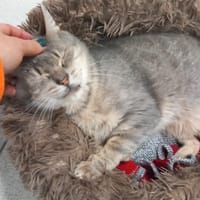 FLUO QCT, chat à adopter