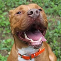 Draco, chien à adopter