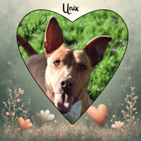 UNIX, chien à adopter