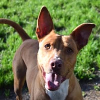 UNIX, chien à adopter