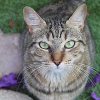 UNO, chat à adopter