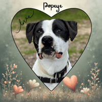 POPEYE, chien à adopter