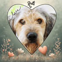 RALF, chien à adopter