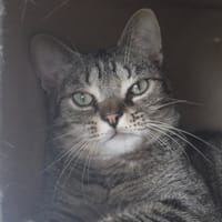 MINET, chat à adopter