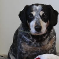 INAYA, chienne à adopter