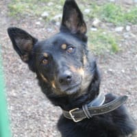 Vox, chien à adopter