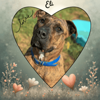 ELI, chien à adopter