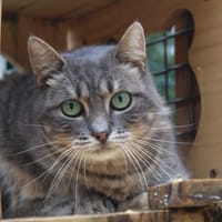 Ani, chatte à adopter