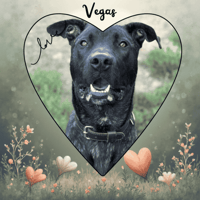 VEGAS, chien à adopter