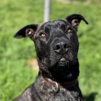 VEGAS, chien à adopter