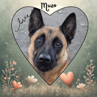 MUZO, chien à adopter