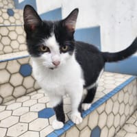Orea, chatte à adopter