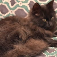 astro, chat à adopter