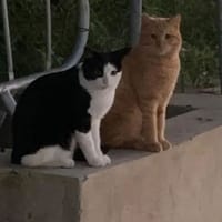 Vaquita y rubio, {género}