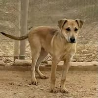 LORETO (Maria), chien à adopter