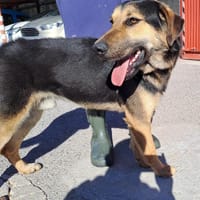 LUKA (Maria), chien à adopter