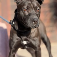 SADIE (Maria), chienne à adopter