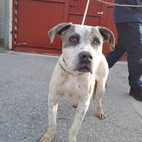 VEGA (Maria), chienne à adopter