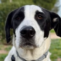 BELLA (Martina), chienne à adopter