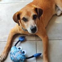 Sevene, chien à adopter