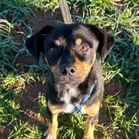 ROCCO (Animalea), chien à adopter