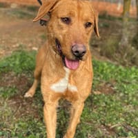 KHAN (Animalea), chien à adopter