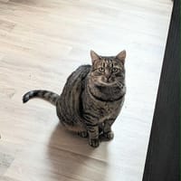 Frankie, chatte à adopter