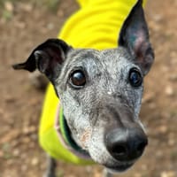 VAIANA (Animalea), chienne à adopter