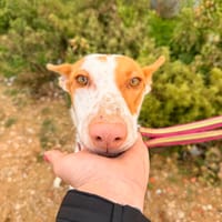 SAONA (Animalea), chienne à adopter