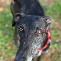 MULAN (Animalea), chienne à adopter