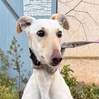 CALIOPE (Animalea), chienne à adopter