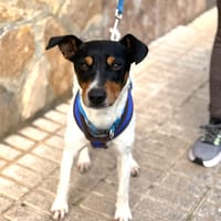 SNOOPY (Lara), chien à adopter