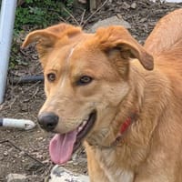 LUMBA (Los Reyes), chien à adopter