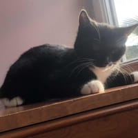 Praline, chatte à adopter