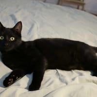 Kali, chat à adopter