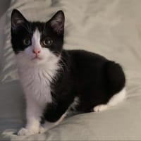 Sita, chatte à adopter