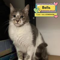 BOLLA, gatto femmina da adottare